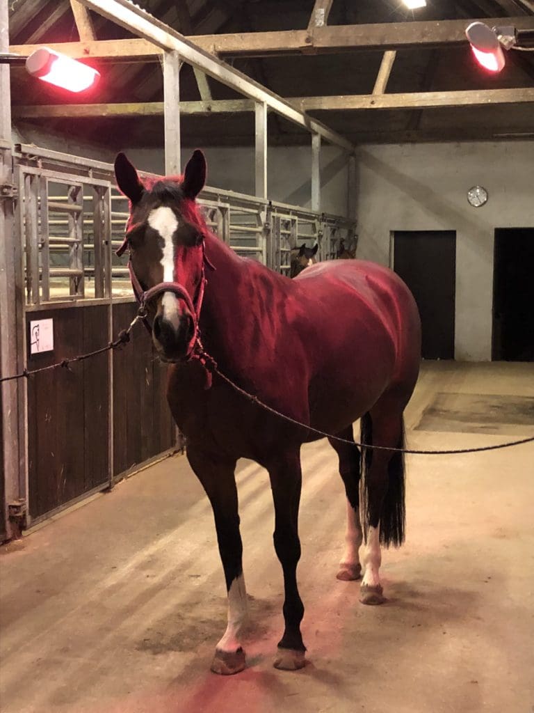 TDJ HORSE HEATER 1500W